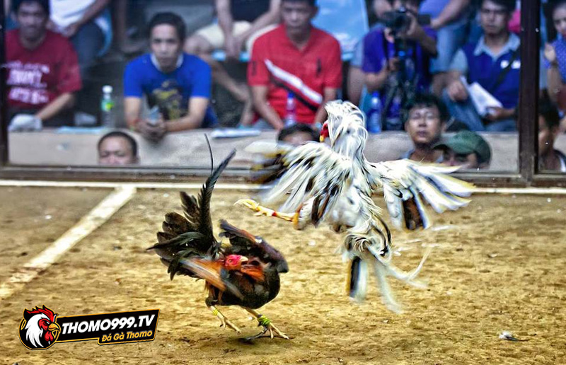 Chơi đá gà mạng ở đâu những ưu điểm 