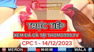 Đá gà thomo | CPC1 | 14/12/2023