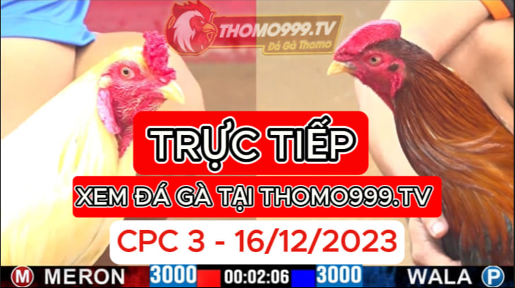 Đá gà thomo | CPC3 | 16/12/2023