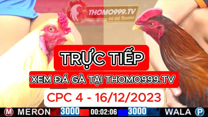 Đá gà thomo | CPC4 | 16/12/2023