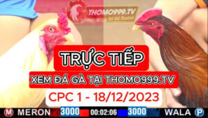 Đá gà thomo | CPC1 | 18/12/2023