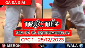 Đá gà thomo | CPC1 | 25/12/2023