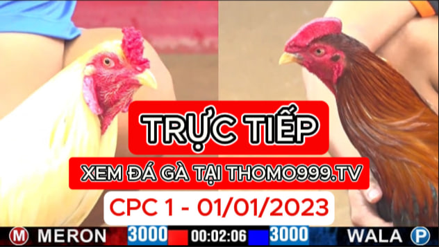 Đá gà thomo | CPC1 | 01/01/2024