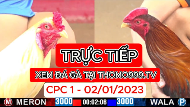 Đá gà thomo | CPC1 | 02/01/2024