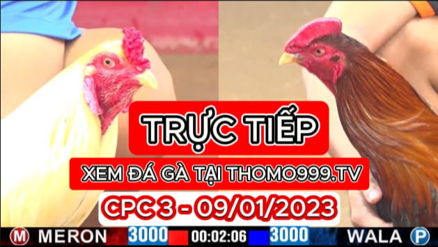 Đá gà thomo | CPC3 | 09/01/2024