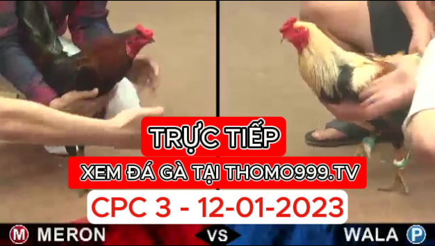 Đá gà thomo | CPC3 | 12/01/2024