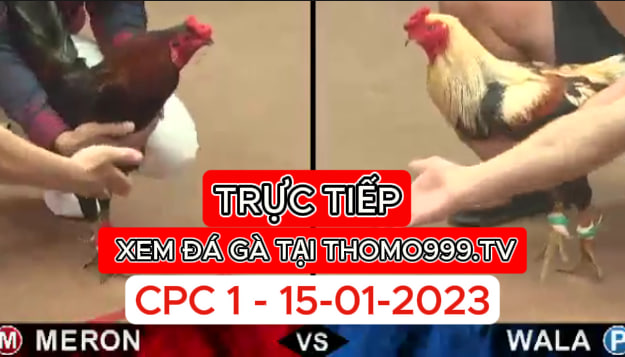 Đá gà thomo | CPC1 | 15/01/2024