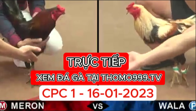 Đá gà thomo | CPC1 | 16/01/2024