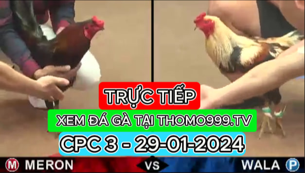 Đá gà thomo | CPC3 | 29/01/2024