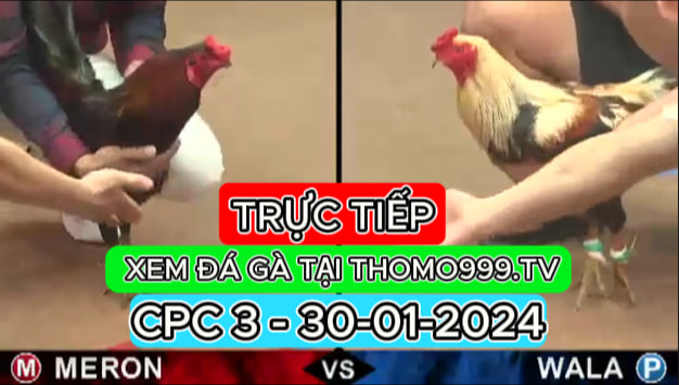Đá gà thomo | CPC3 | 21/06/2024