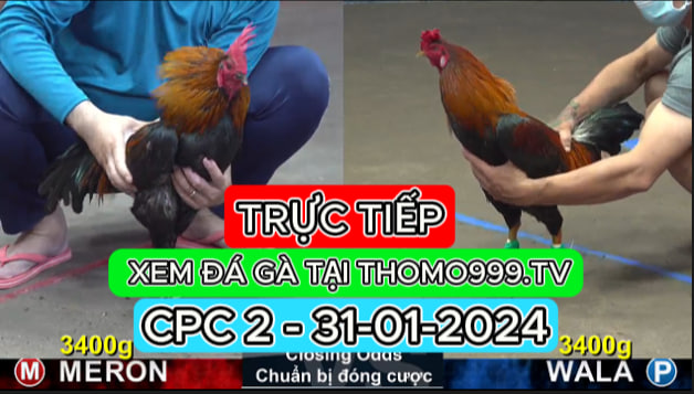 Đá gà thomo | CPC2 | 31/01/2024