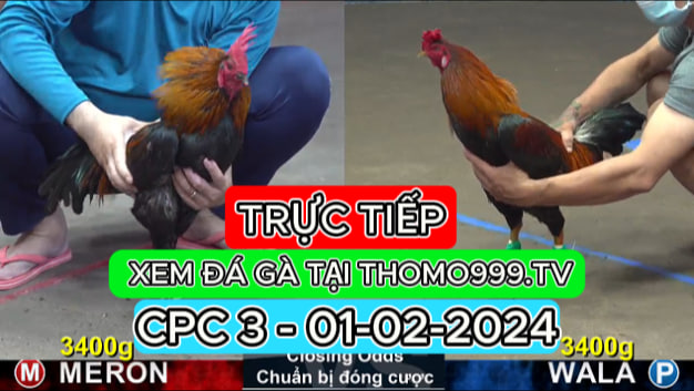 Đá gà thomo | CPC3 | 01/02/2024