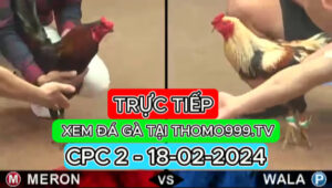 Đá gà thomo | CPC2 | 18/02/2024