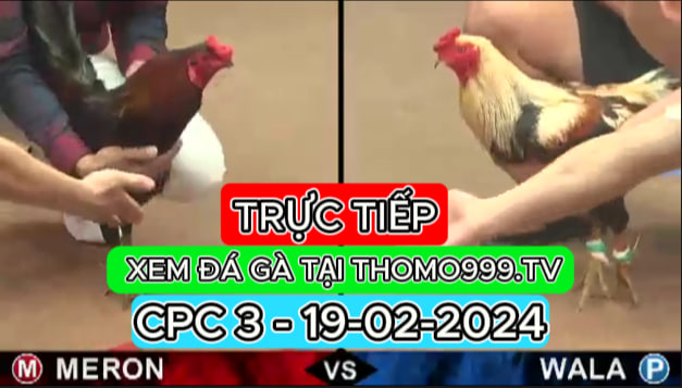 Đá gà thomo | CPC3 | 19/02/2024