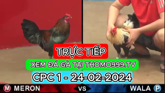 Đá gà thomo | CPC1 | 24/02/2024