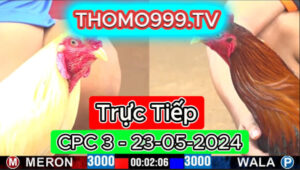 Đá gà thomo | CPC3 | 23/05/2024