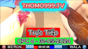 Đá gà thomo | CPC4 | 31/05/2024