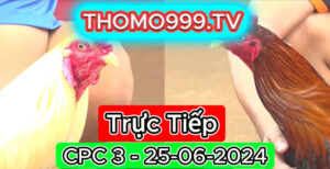 Đá gà thomo | CPC3 | 25/06/2024