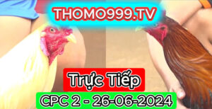 Đá gà thomo | CPC2 | 26/06/2024