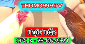 Đá gà thomo | CPC3 | 28/06/2024