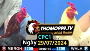 Đá gà thomo | CPC3 | 29/07/2024