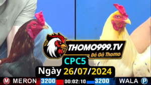 Đá gà thomo | CPC5 | 26/07/2024