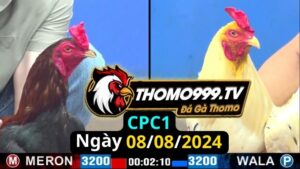 Đá gà thomo | CPC1 | 08/08/2024